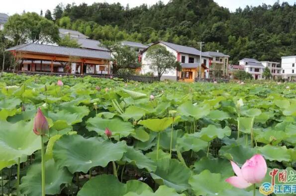 江西井冈山：发展民宿经济 助力乡村振兴