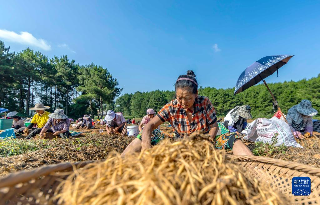 贵州黔西：中药材种植助农增收