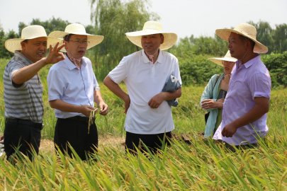 安徽“新双季稻模式”：早稻低位机收再