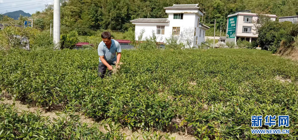 乡村振兴在行动丨湖北恩施：乡土人才为