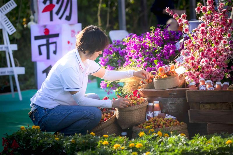 北京平谷东高村镇3万斤欧李采摘上市