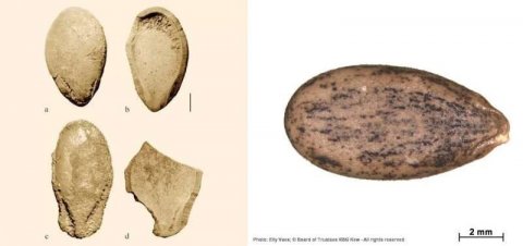 科学家为6000年前西瓜籽测序，迄今最古老