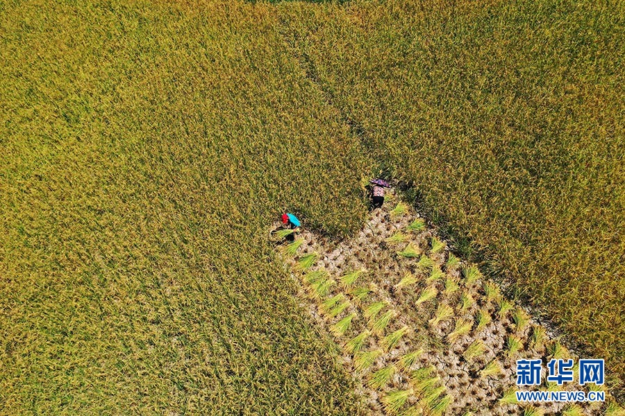 重庆黔江：高标准农田水稻抢收忙