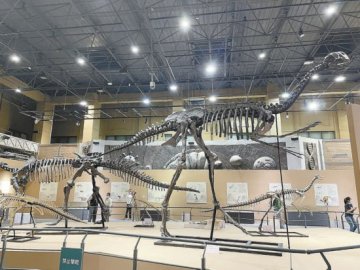 自然博物馆开新展 50余件化石展示恐龙晚期演化