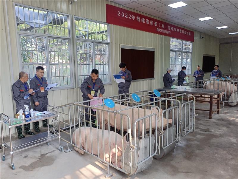 福建省举办家畜（猪）繁殖员职业技能竞赛