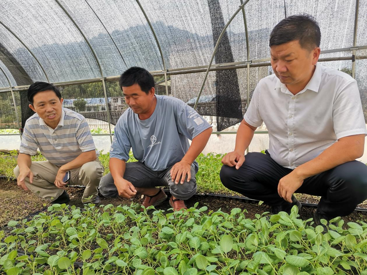 产业富民 服务便民 阳新县沿冲村驶上发