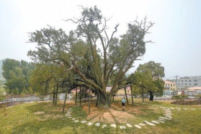 北京明年再建20处古树公园 探索本体与生境统一保护模式