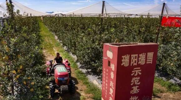陕西：科技赋能让“百果争鲜”