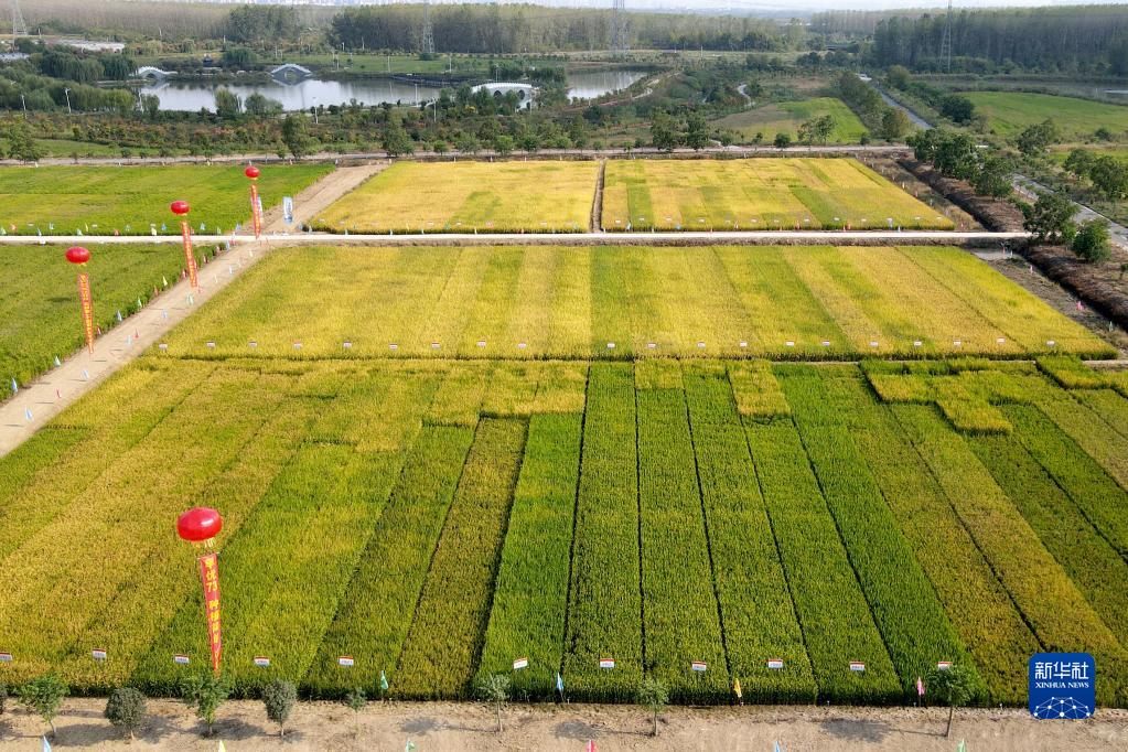 新华全媒+丨节水稳产、降污减碳的节水抗旱稻