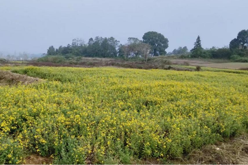 支部成员是种植能手，阳新荣山村党支部