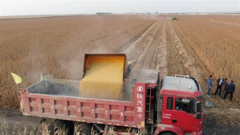 北大荒齐齐哈尔区域农服中心大豆产量创新高