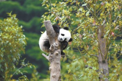 全球圈养大熊猫种群数量达673只
