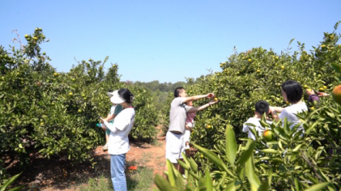 樟树市双金园艺场1500多亩橘子成熟采摘
