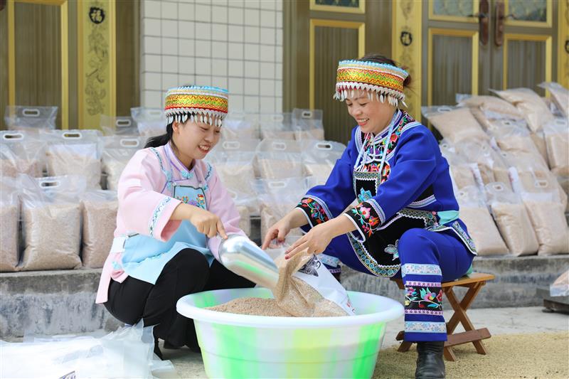 贵州省贵阳市白云区：红米喜获丰收 直播助力销售