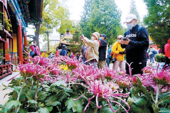 1.5万盆花卉亮相北海菊花展