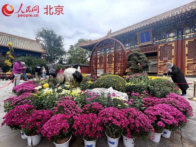 北京市第四十三届菊花展在北海公园开幕 1.5万盆菊花亮相
