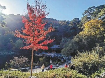 市属公园12年来持续增彩延绿 新优树种抢镜京城秋日