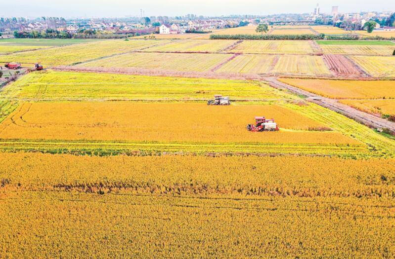 江苏南通：收割机正在抢收成熟的水稻