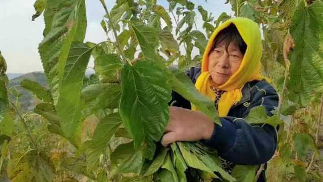 山东烟台：霜后桑叶茶，采收加工忙