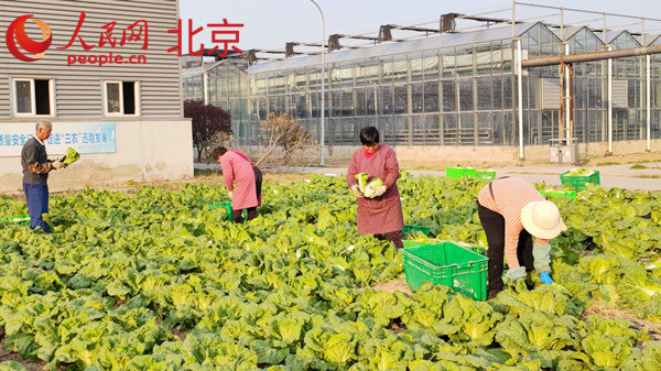 一粒种子改变北京城市副中心于家务乡