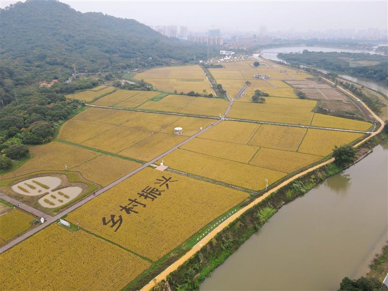 广州全力做好粮食扩面增产工作