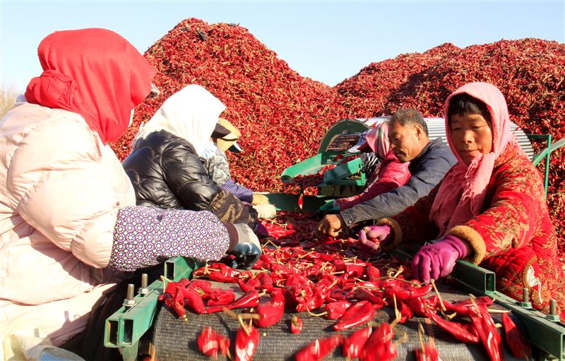 内蒙古通辽：“红色”产业鼓起村民“钱袋子”