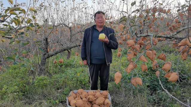 山东烟台昆嵛山富硒苹果开园采摘