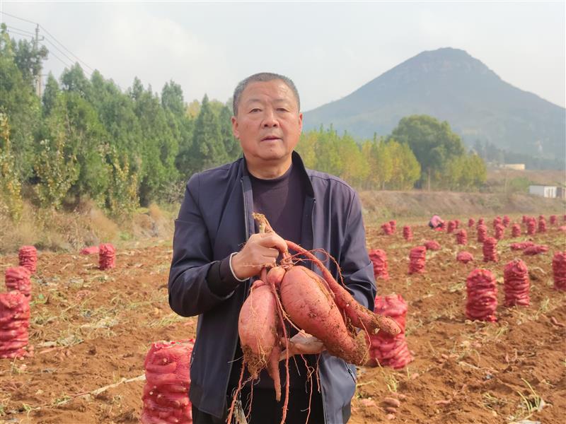 河南陕州：红薯敲响“致富门”