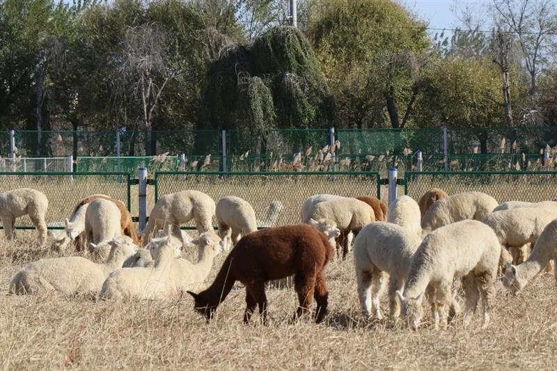 村里发展“萌经济” 赶着羊驼去致富