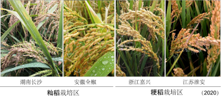 我国科学家找到调控水稻小麦穗发芽的“开关”
