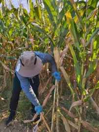 河北雄县联合中国科学院科研团队积极开展农作物草谷比及可收集系数测定工作