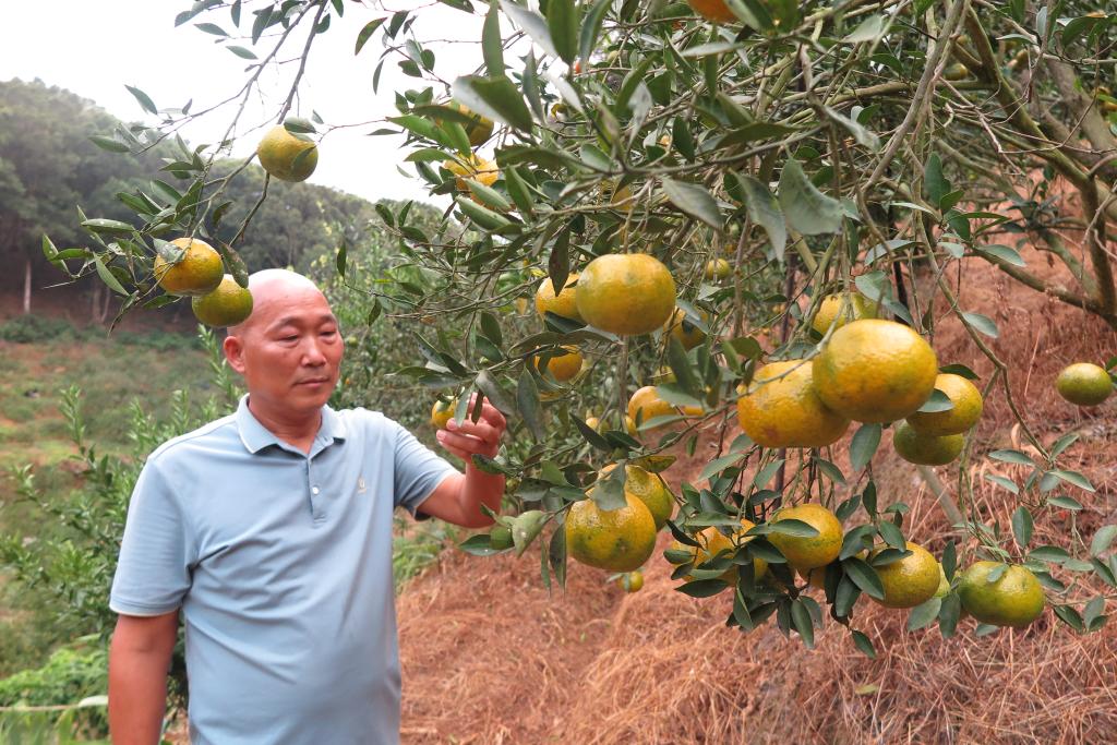 广西浦北：小柑果带动大产业