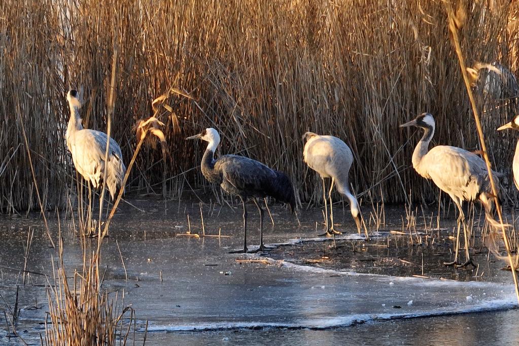 河北衡水湖“首现”国家一级保护动物——白头鹤
