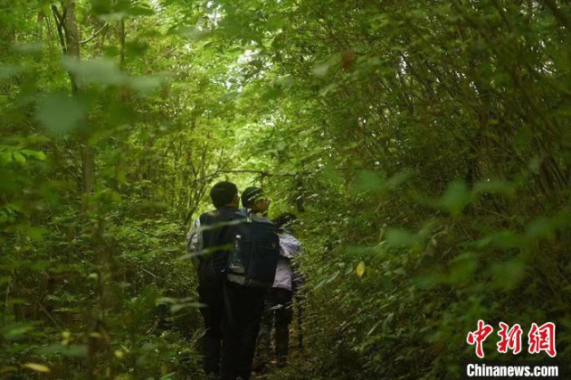 调查队员穿行在巴东县绿葱坡镇野花坪村野花谷的密林里(资料图) 恩施州林业科学研究院 供图