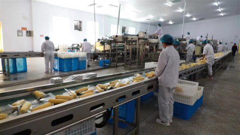 黑龙江青冈县鲜食玉米获批国家农业标准化示范区项目
