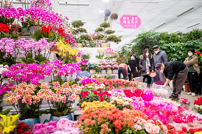 北京年宵花展新春氛围拉满！市民可通过小程序线上选购