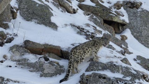 三江源国家级自然保护区年保玉则保护分区发现两只成年雪豹