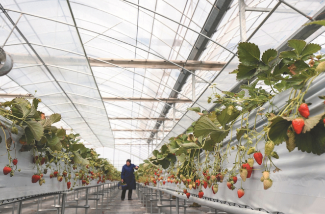 江苏扬州：农民正加紧对草莓进行管护
