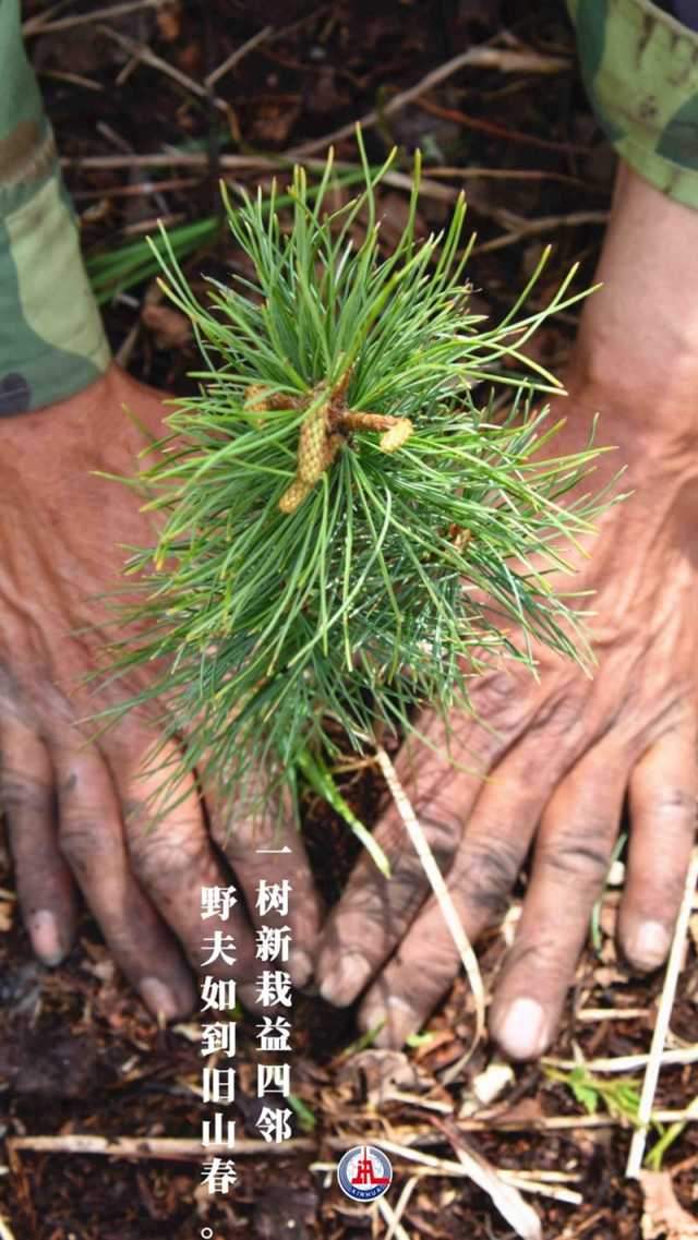 植树传统，从古诗中走来