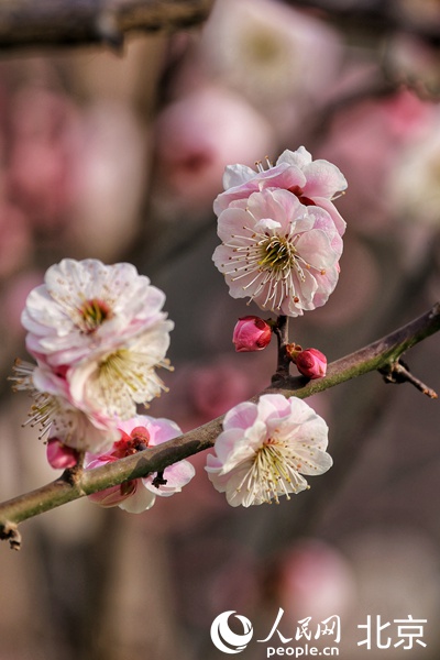 梅花满城垣 北京明城墙遗址公园梅花进入盛花期