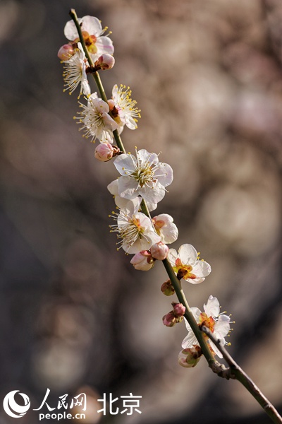 梅花满城垣 北京明城墙遗址公园梅花进入盛花期