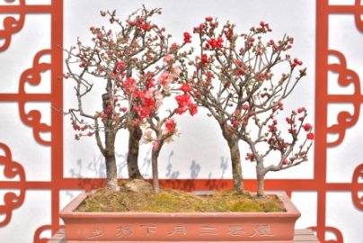 陶然亭公园举办第八届海棠春花文化节