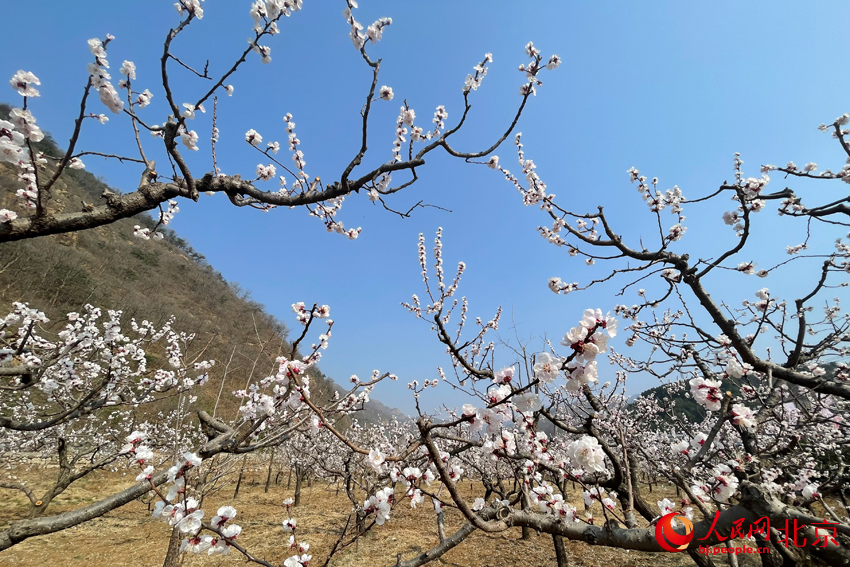 北寨杏花进入盛花期。人民网 尹星云摄