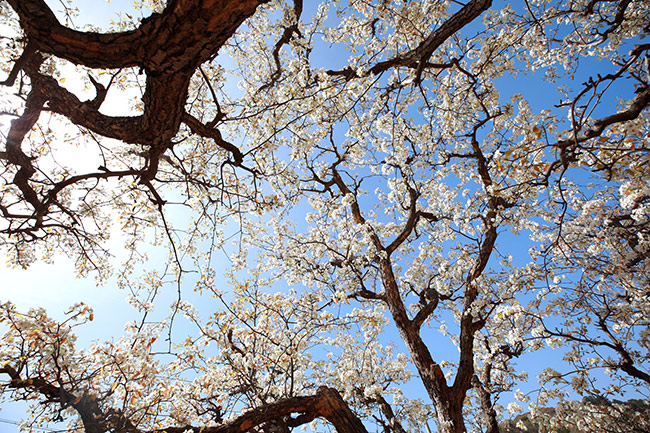 盛花期已到！密云大城子百年梨树间举办“梨花文化节”