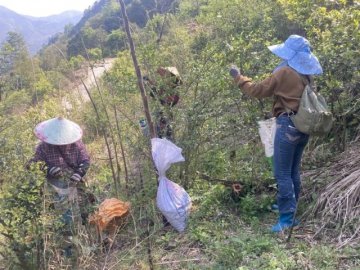 武夷山镇：茶香四溢助力乡村振兴