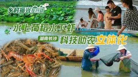 望城区乔口镇：水上荷稻水下虾 科技助农