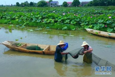 长沙市| 水上荷稻水下虾 科技助农立体化