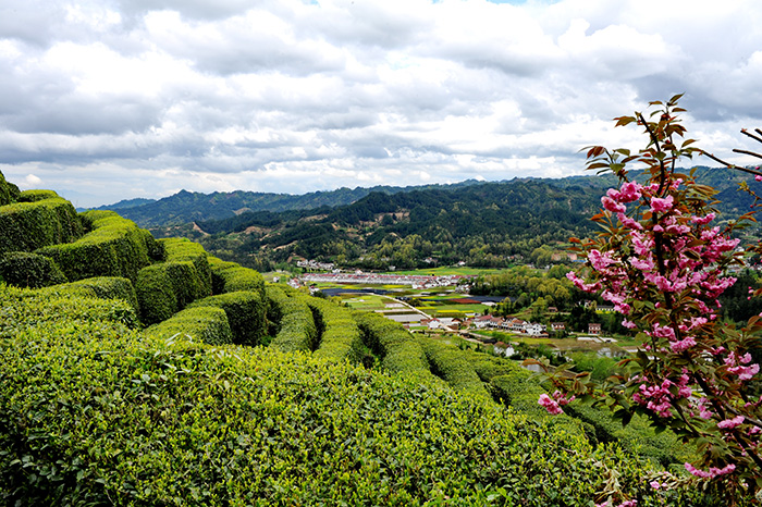 三秦茶乡迎客来 陕西20条茶旅融合精品景点线路推介发布（1-5）