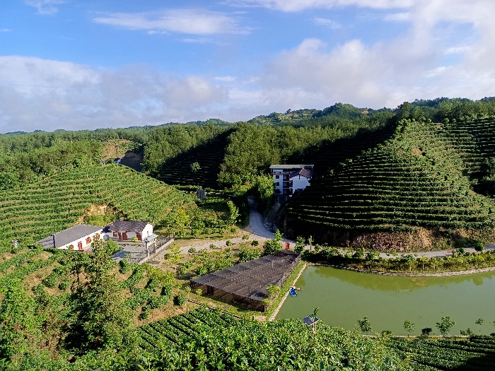 三秦茶乡迎客来 陕西20条茶旅融合精品景点线路推介发布（1-5）