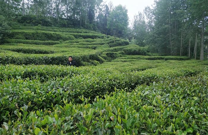 三秦茶乡迎客来 陕西20条茶旅融合精品景点线路推介发布（1-5）